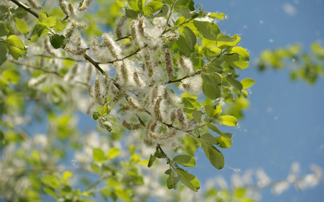Nasiona topoli – czy unoszący się w powietrzu biały puch jest szkodliwy dla zdrowia?